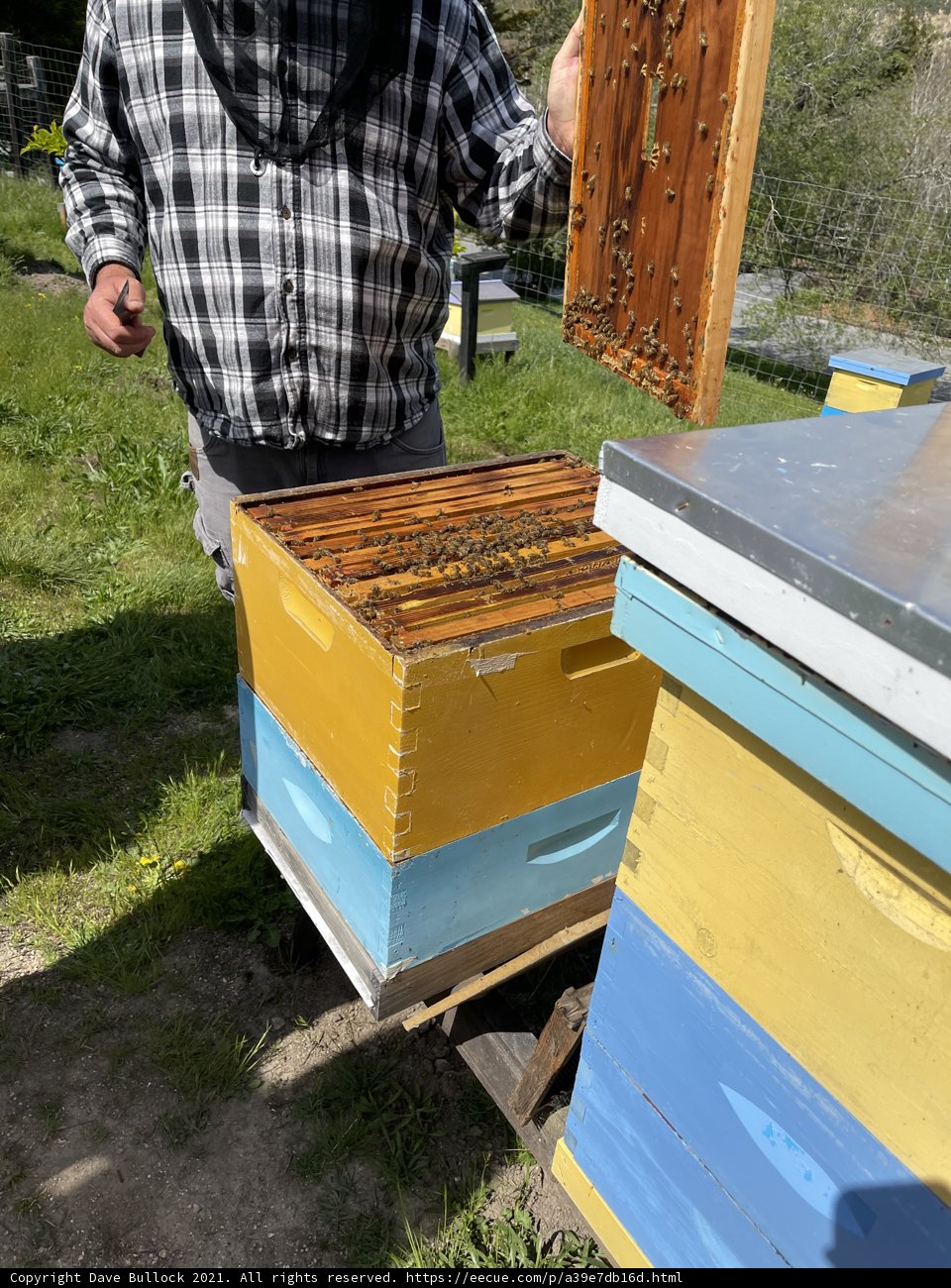 Beekeeping in Carmel