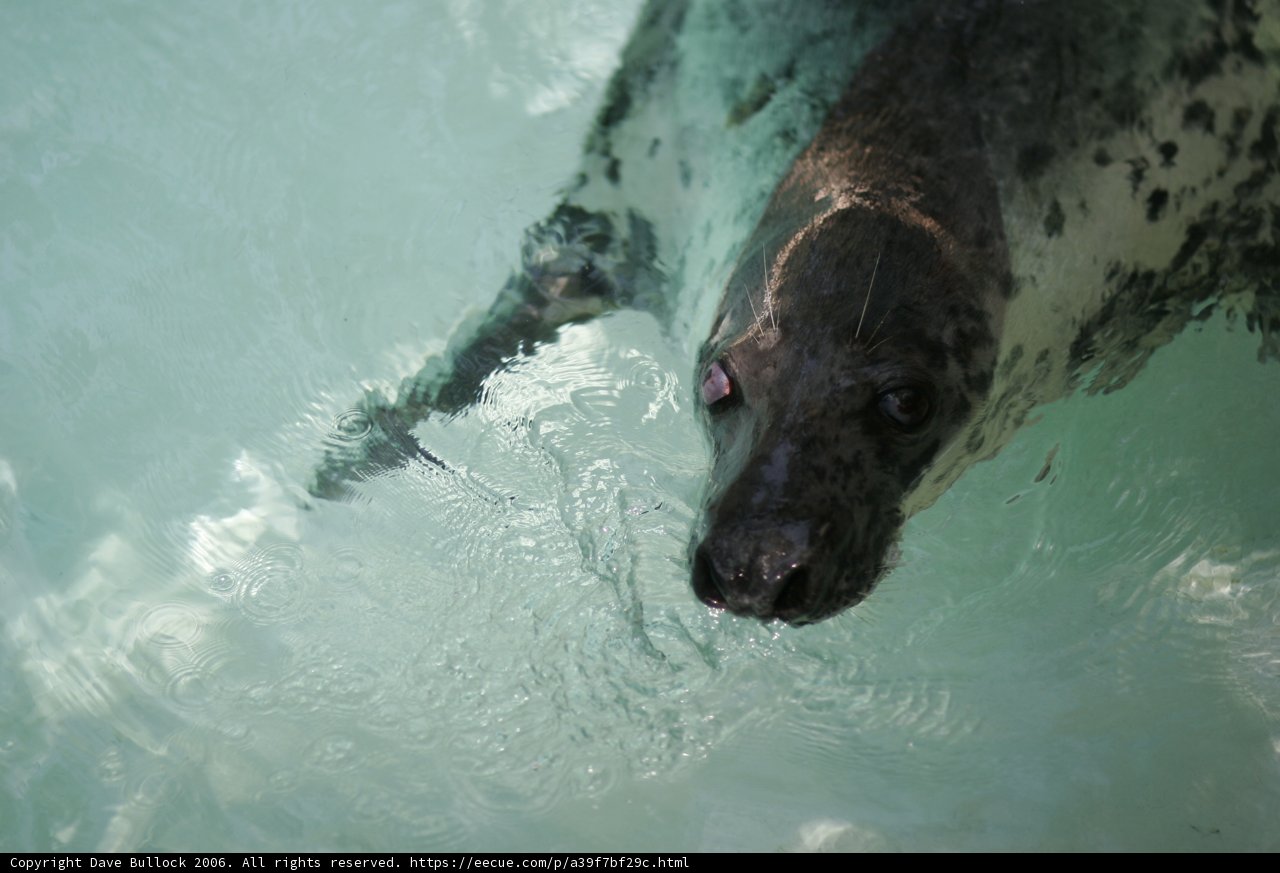 Graceful Seal