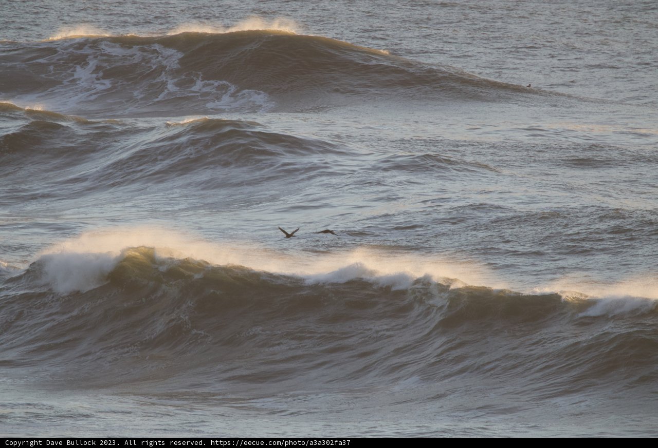 Soaring Over the Might of the Sea