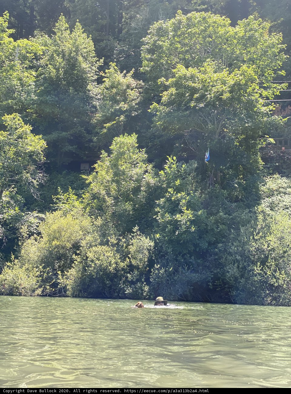 Swimming Amidst the Forest