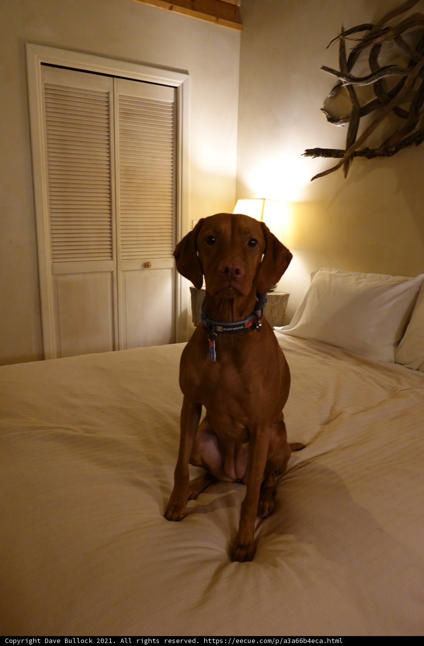 The Regal Vizsla on a Cozy Bed