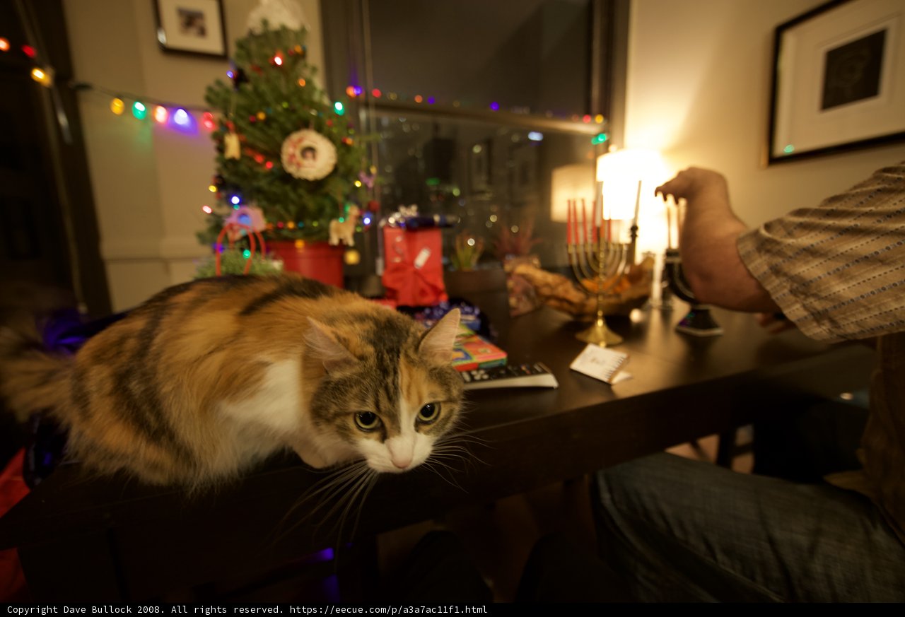 Feline Festivities