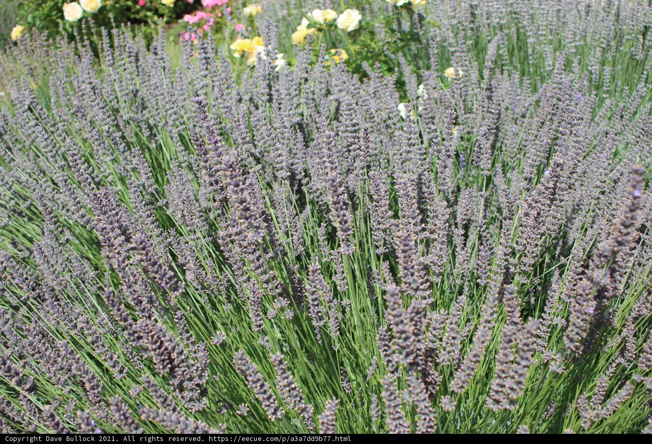 Lavender Fields Forever