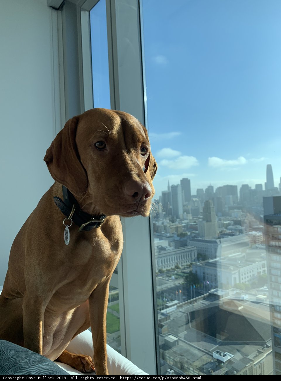 City Dog