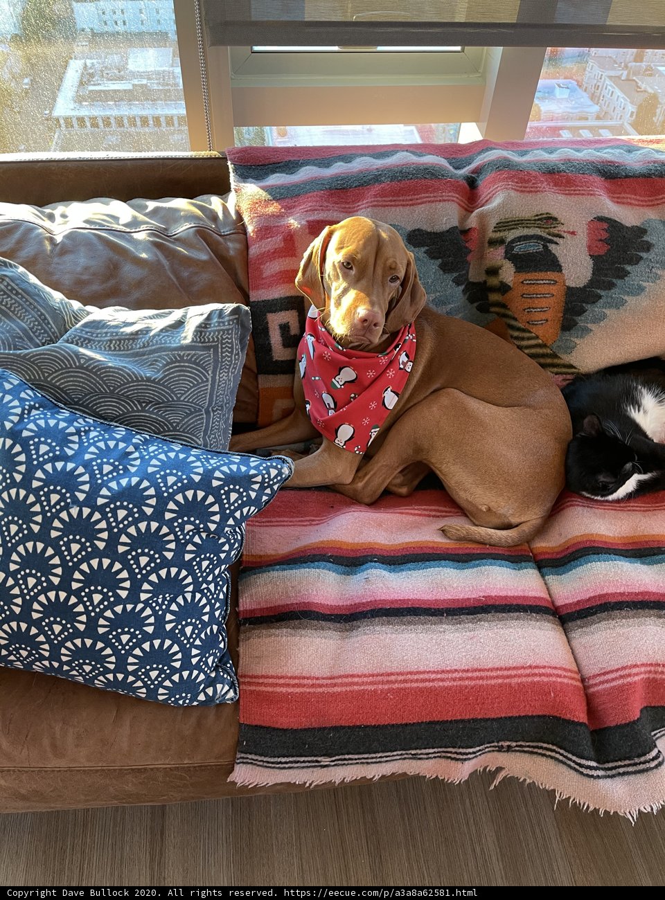 Furry Friends on the Couch