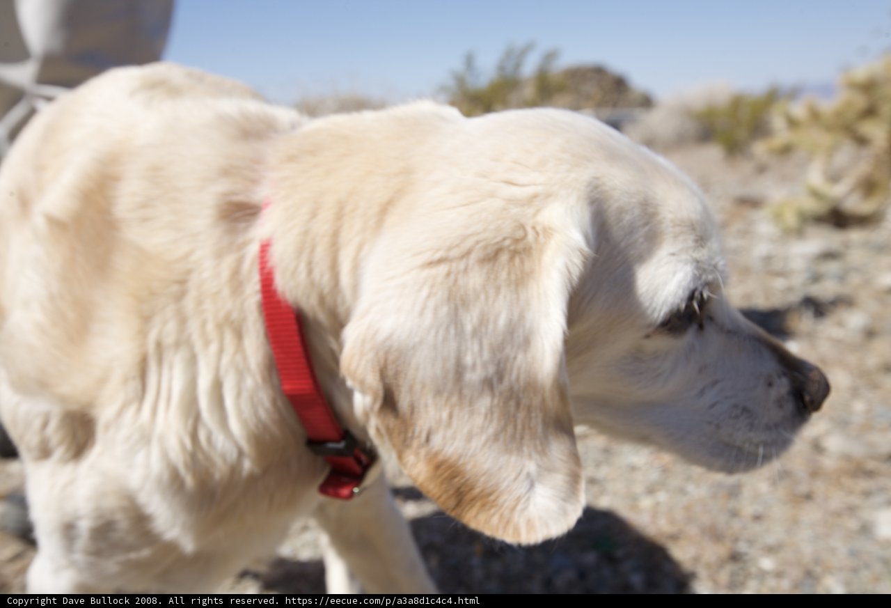 Rocky Adventure with Fido