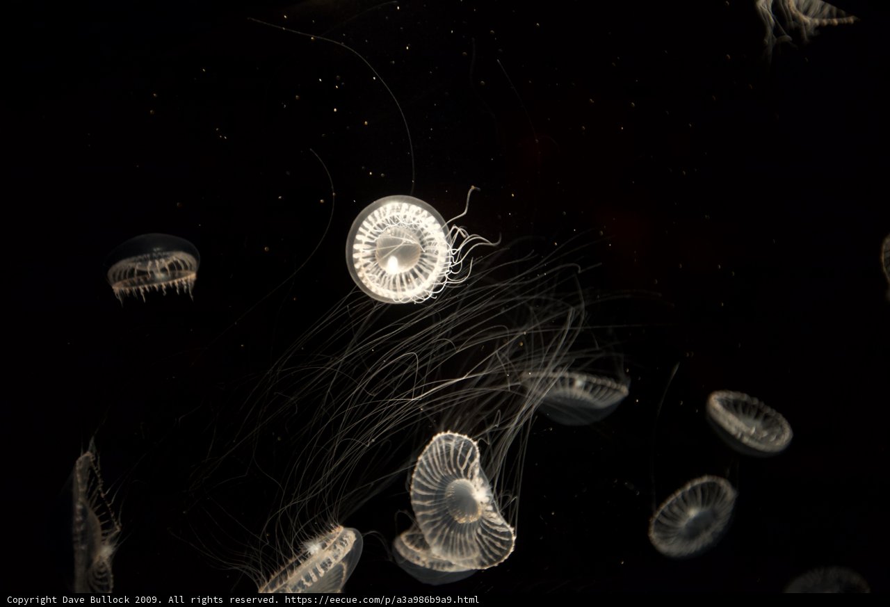 Glow in the Dark Jellies