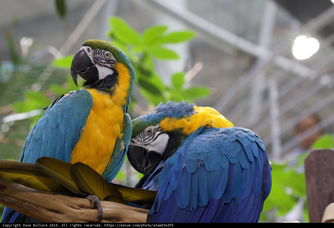 Vibrant Companions