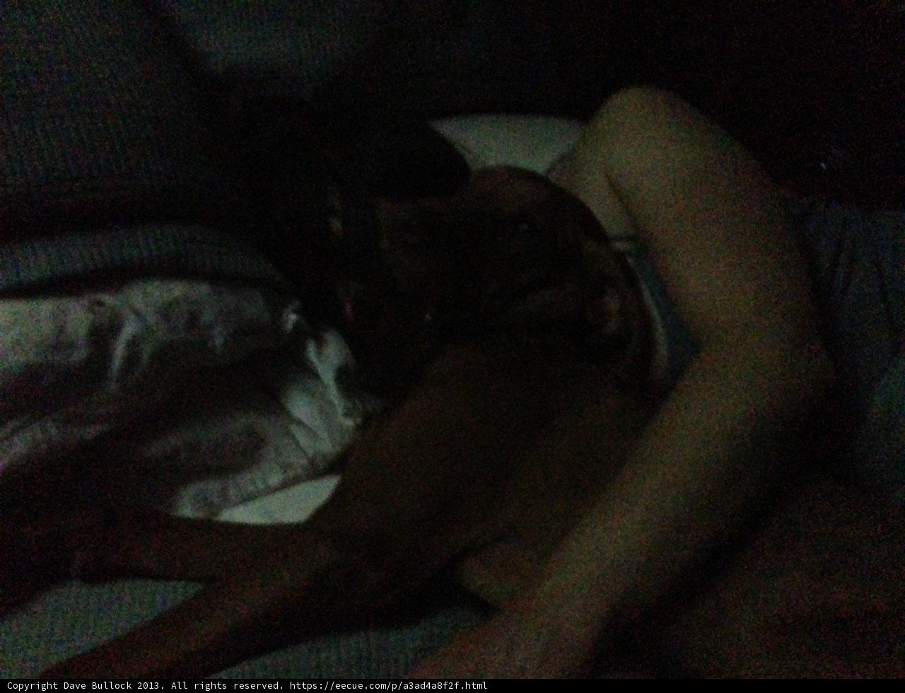 Sleeping peacefully with a furry companion