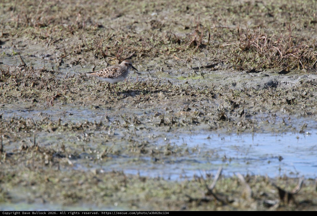Least Sandpiper Foraging in Mudflat Wetlands