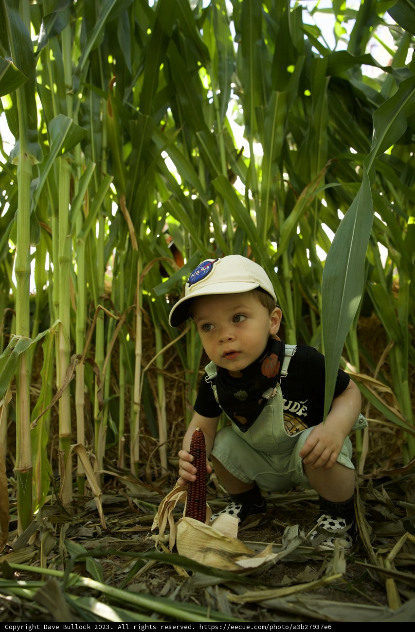 Bucolic Days: Wesley in the Cornfield