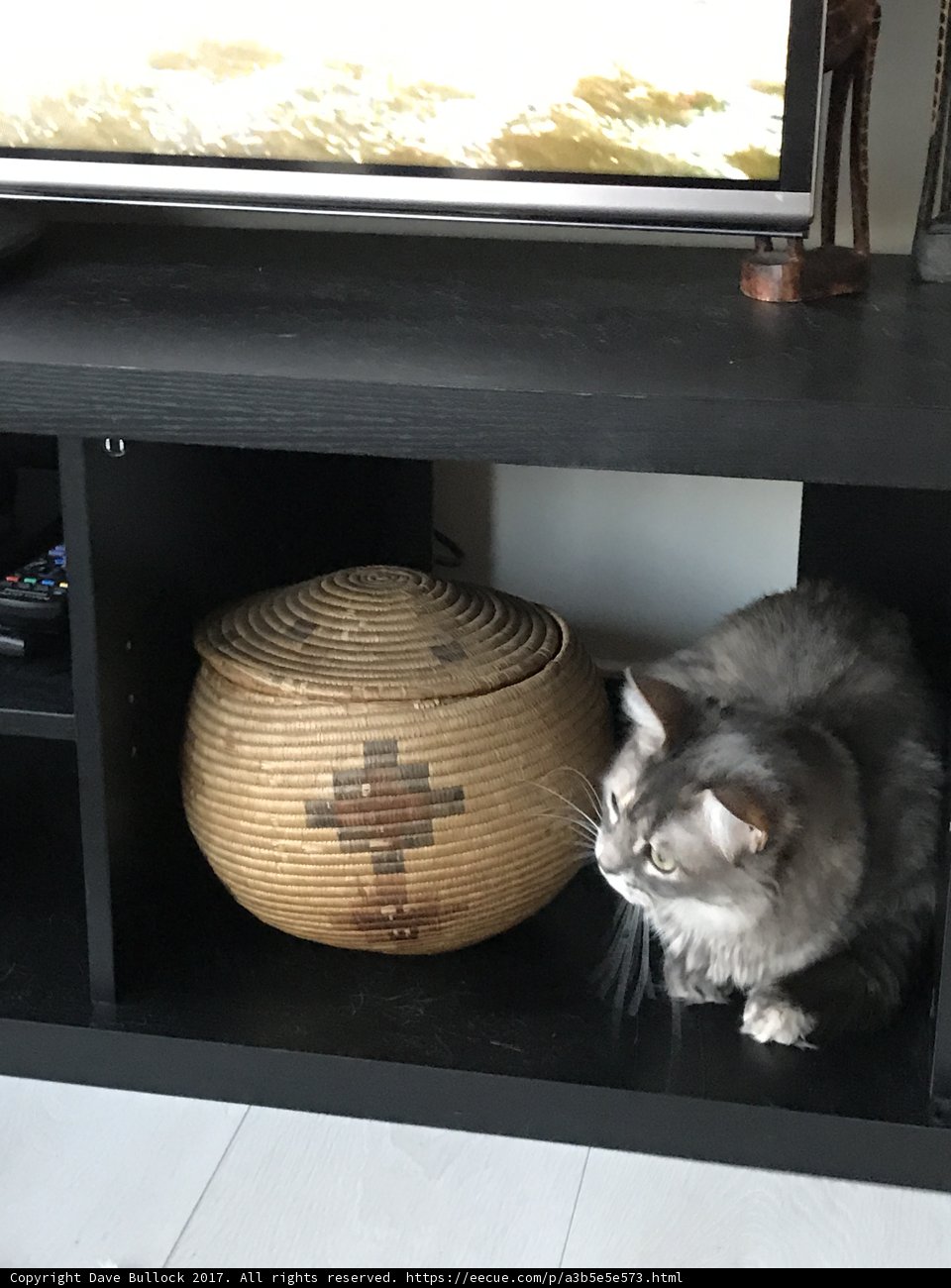 Feline Entertainment