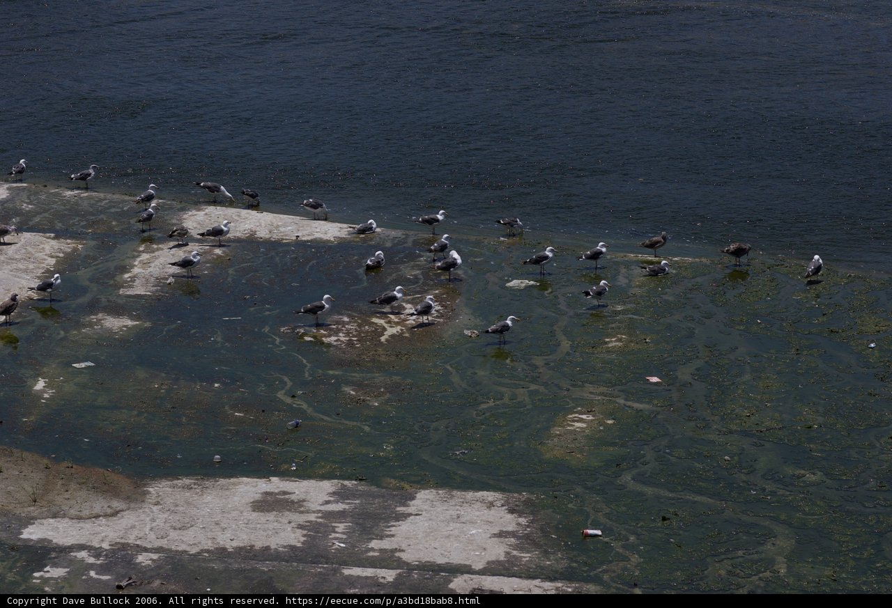 Flock of Feathered Friends