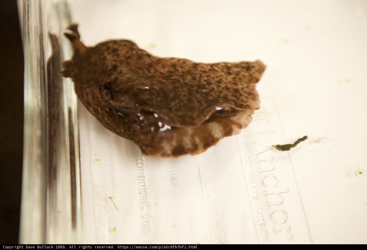 Lifeless Snail