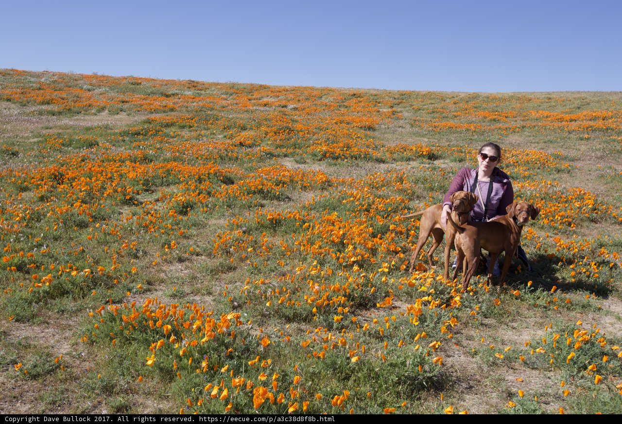 Woman and Horse Among the Wildflowers
