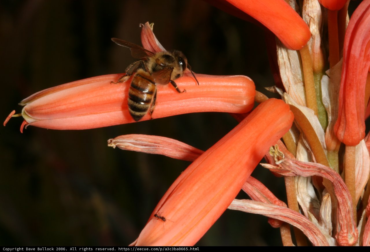 Desert Flower Visitor
