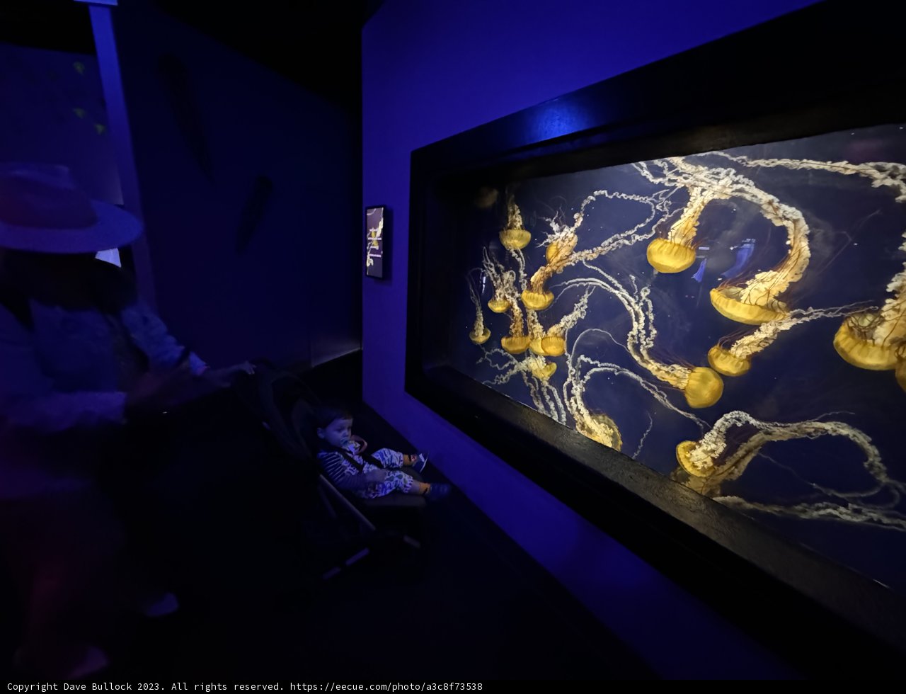 Mesmerized by the Deep Sea Universe