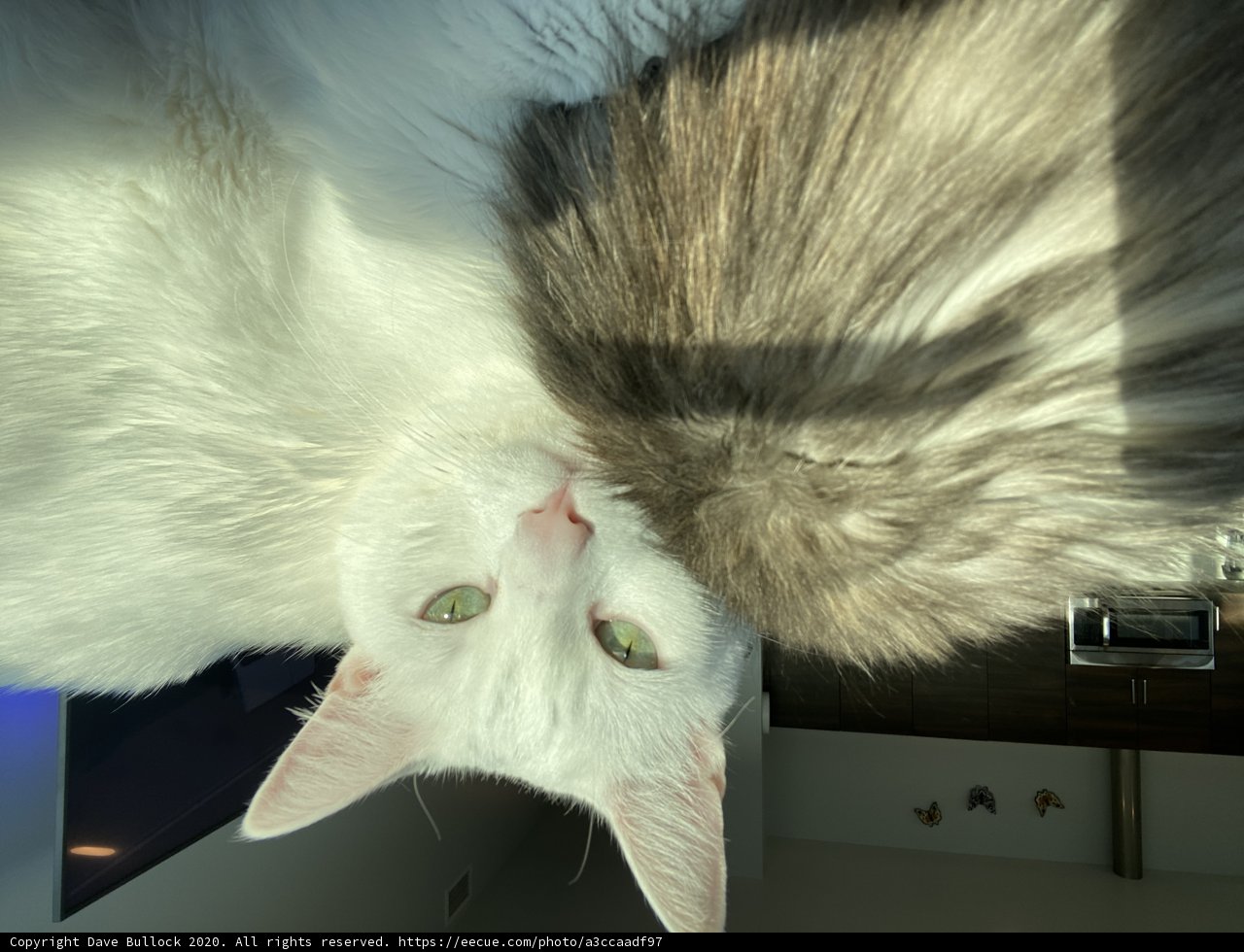 Feline Naptime