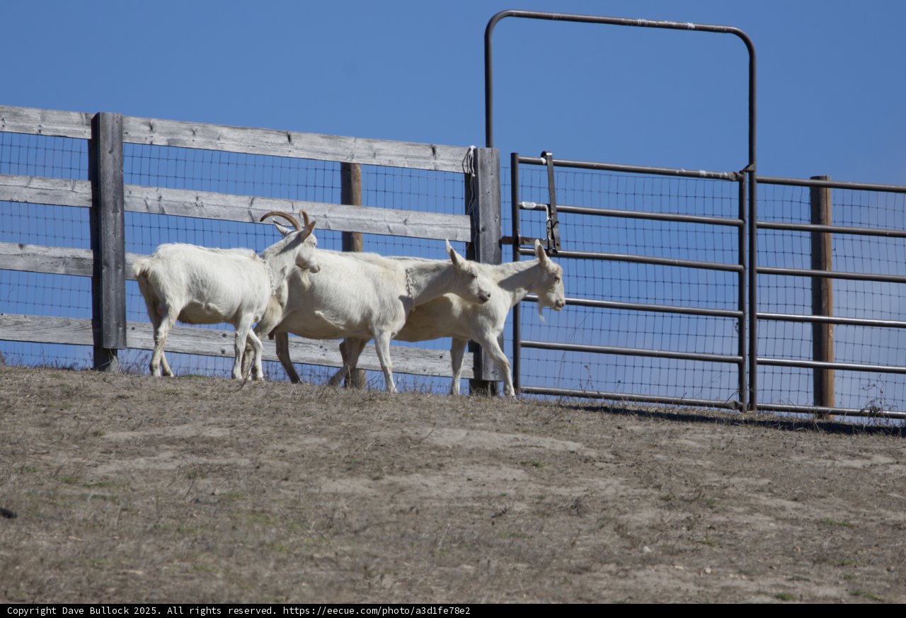Tranquil Grazing in the Pasture