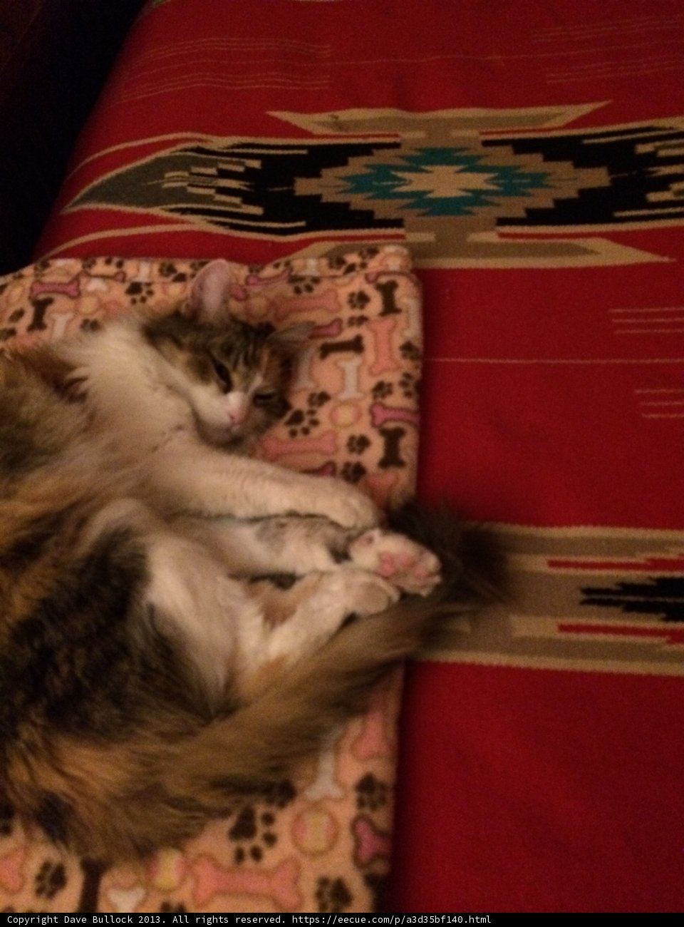 Cozy Cat Nap
