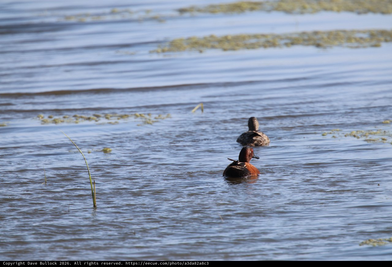 Cinnamon Teal and Female Ducks in Wetland Habitat