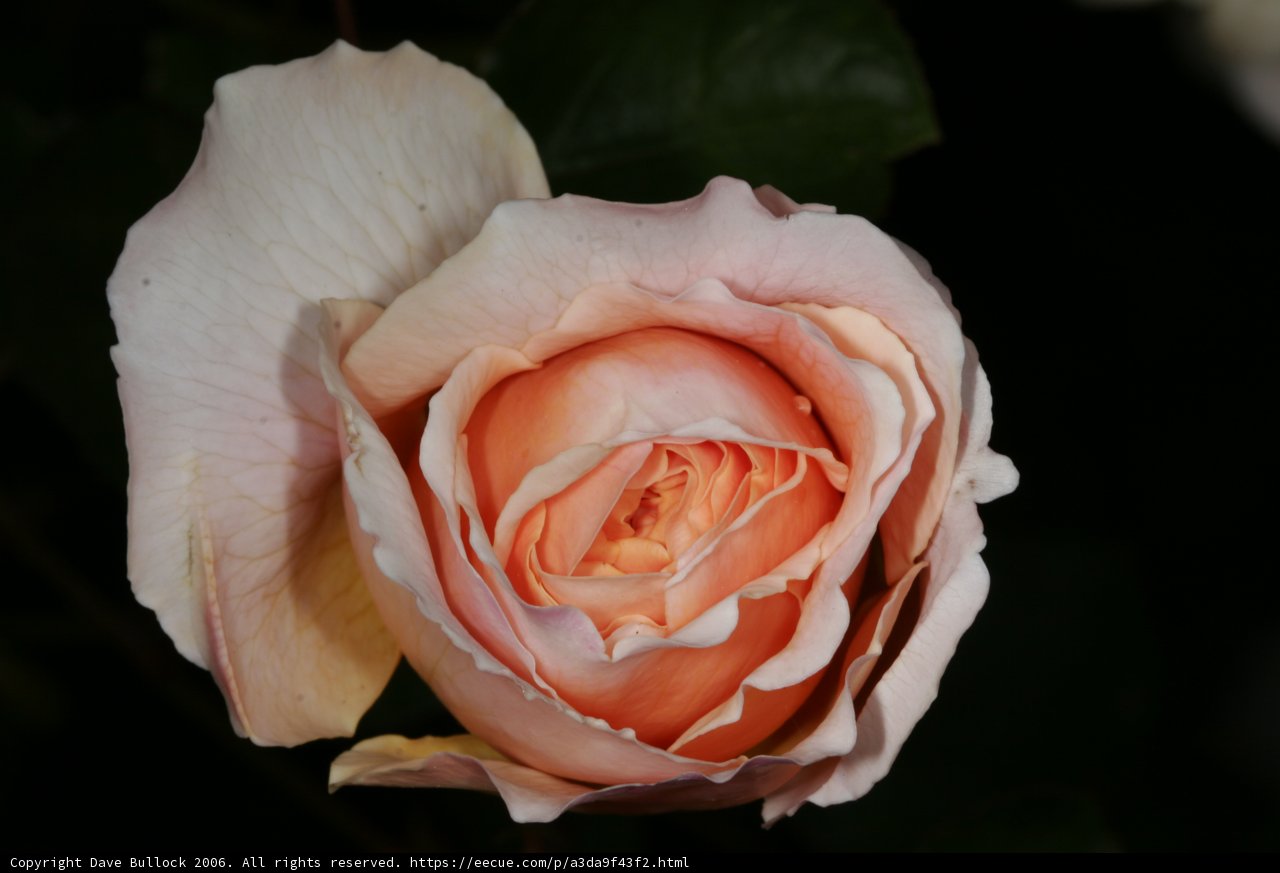 Peach Rose Close-Up