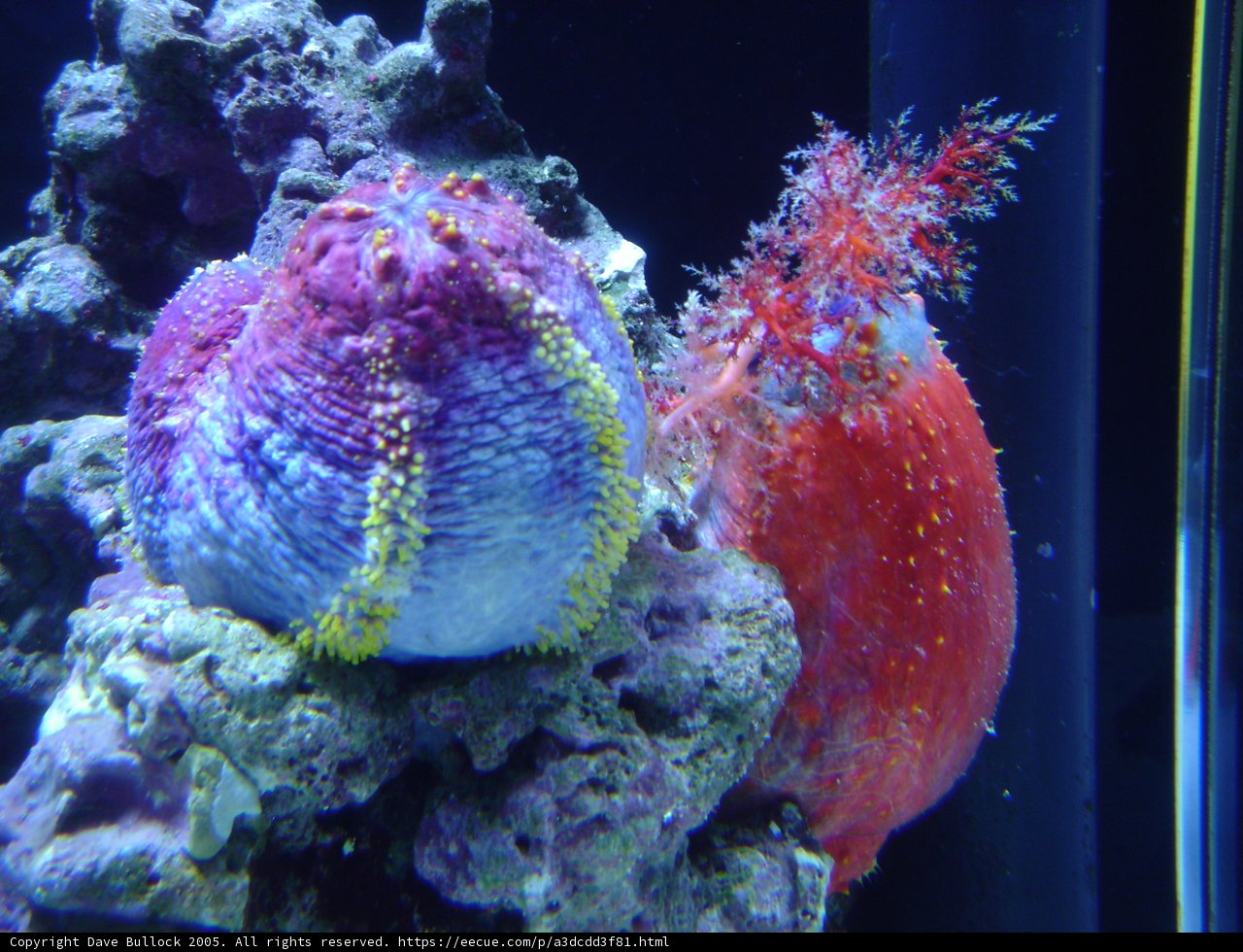 Colorful Sea Anemones