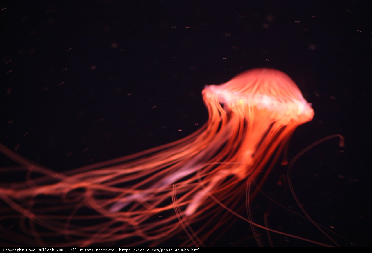 Enchanting Underwater Jellyfish
