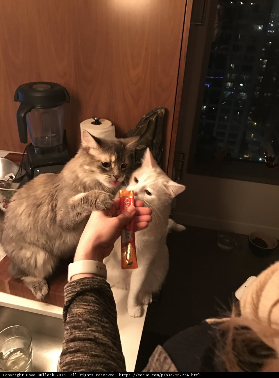 Wood is not a cat's candy