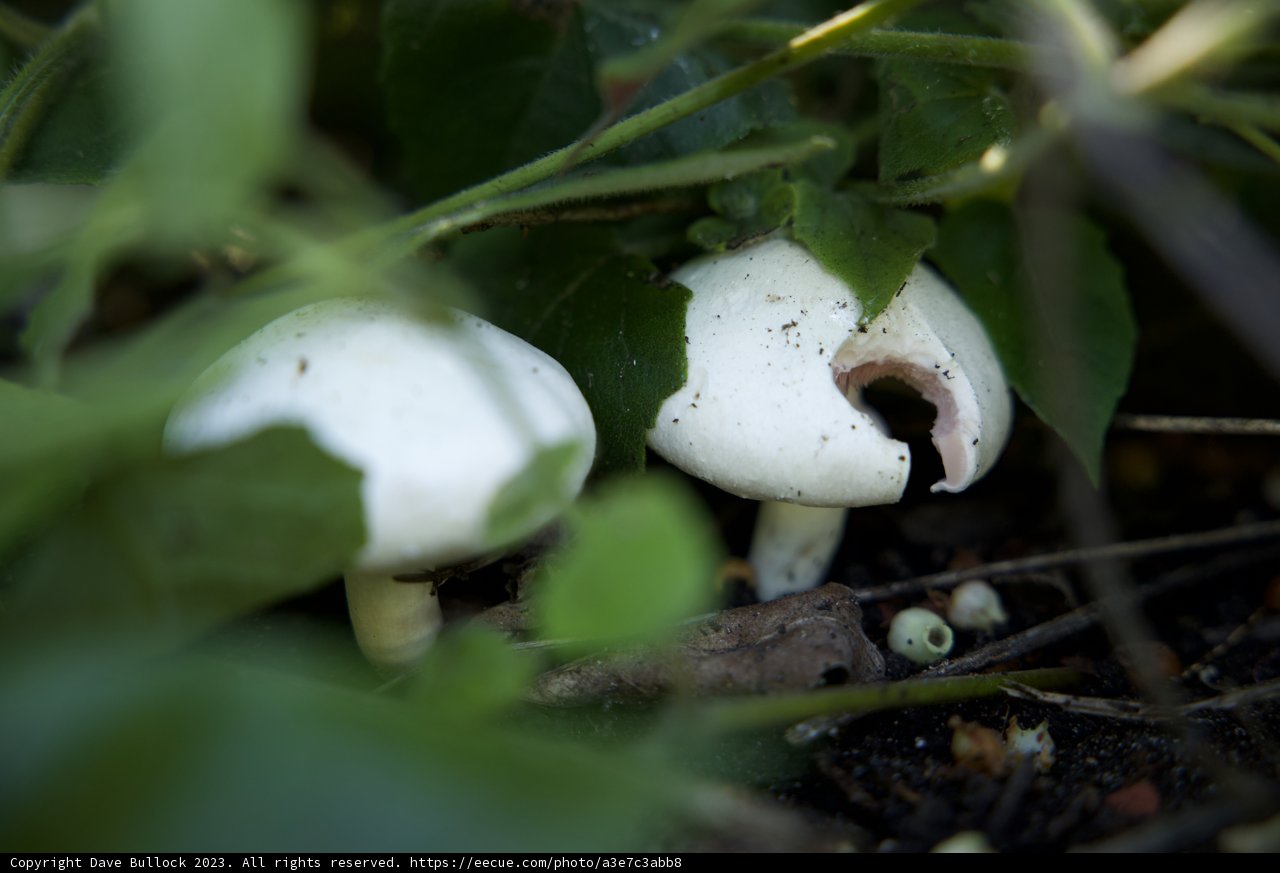 Fungal Foray at the San Francisco Botanical Garden