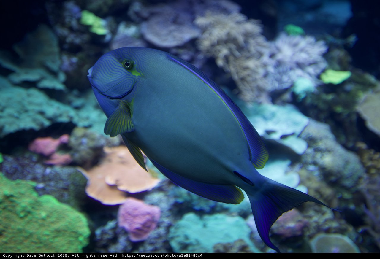 Majestic Blue Tang Surgeonfish in Vibrant Coral Reef