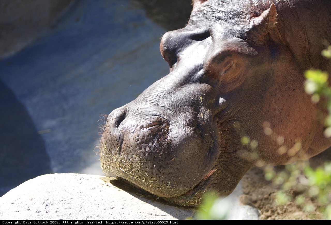 Hungry Hippo at the Zoo