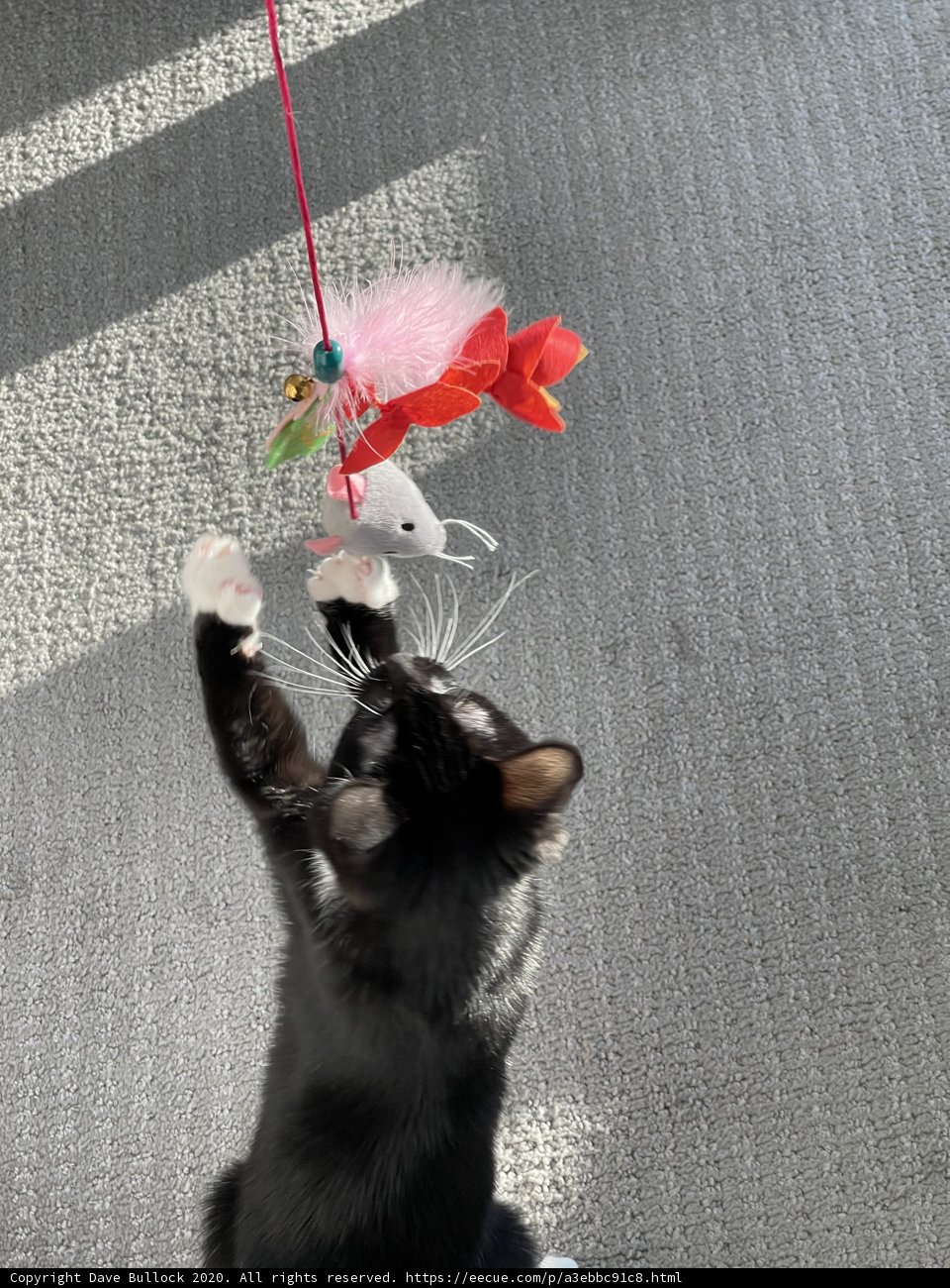 Curious Cat Plays with Toy