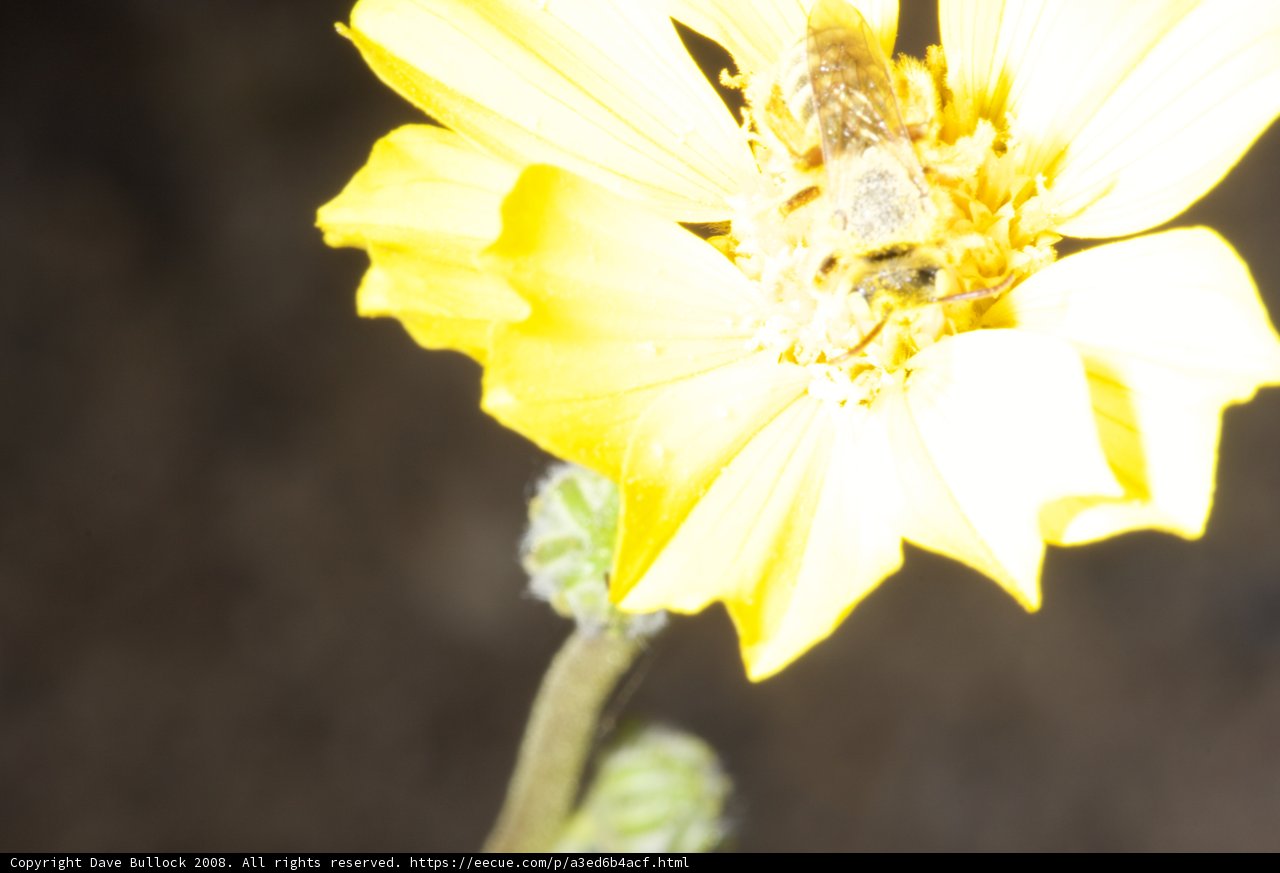 Buzzing Visitor