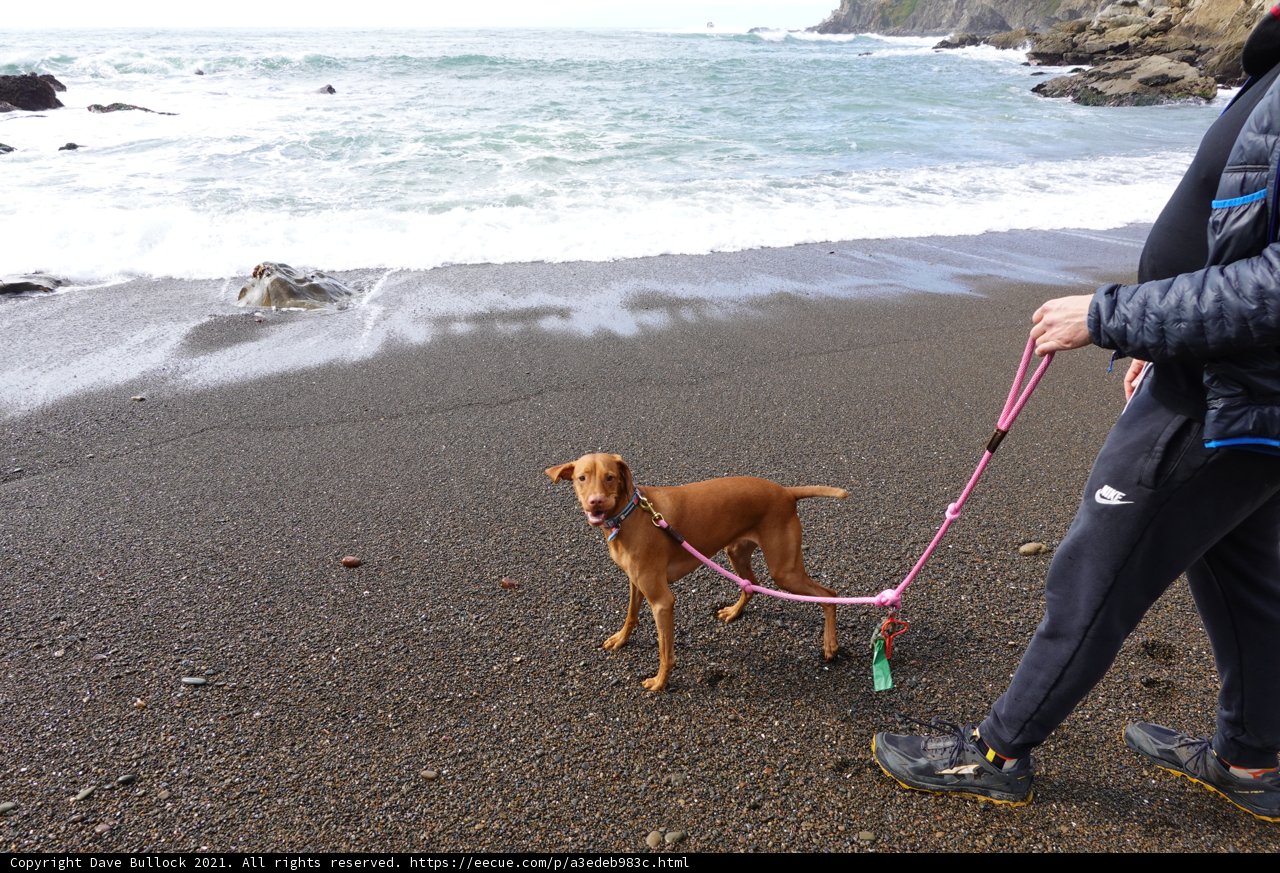 Walking the Canine Companion Along the Picturesque Jenner Beach