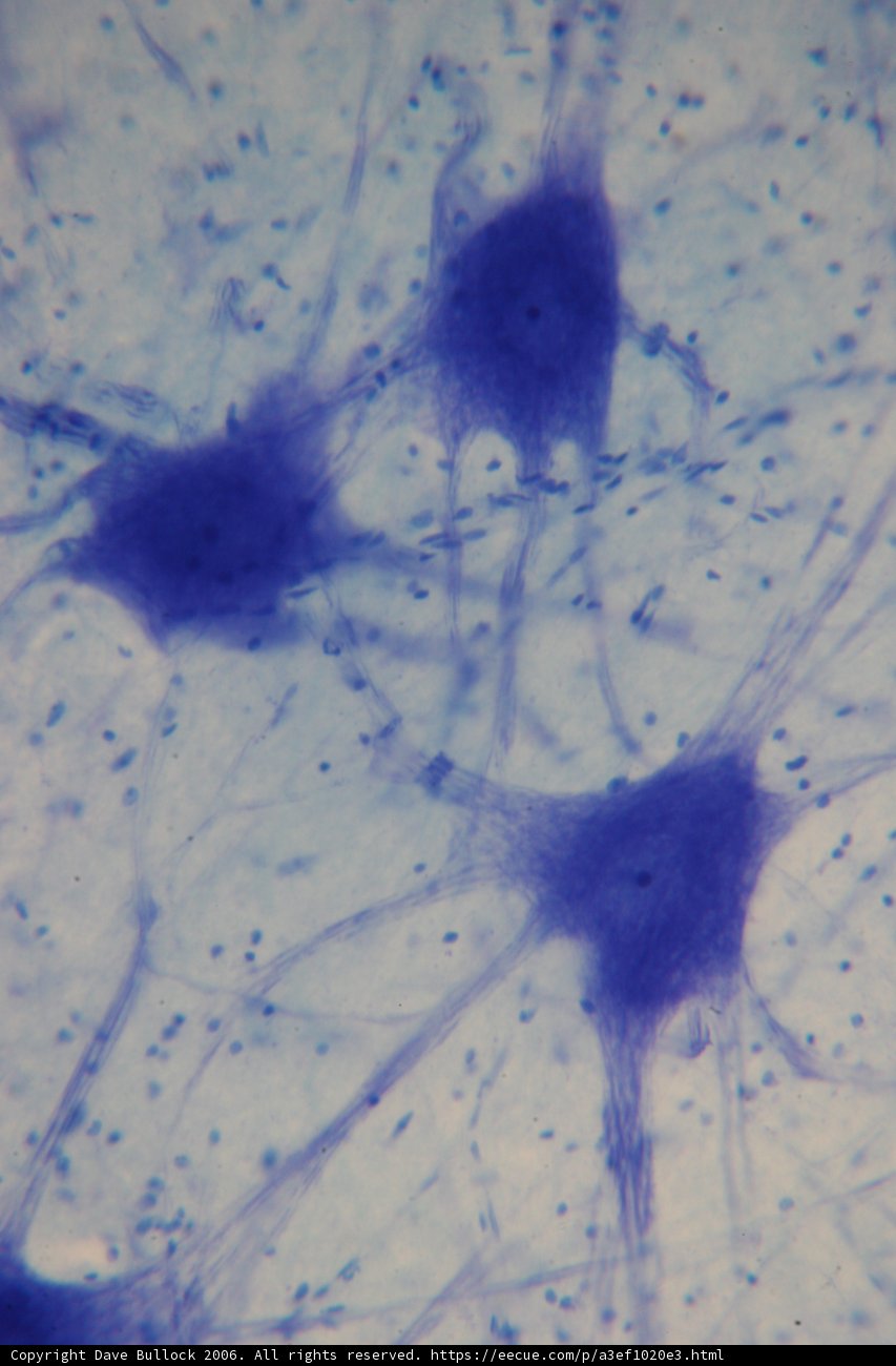 The Blue Stained Cell