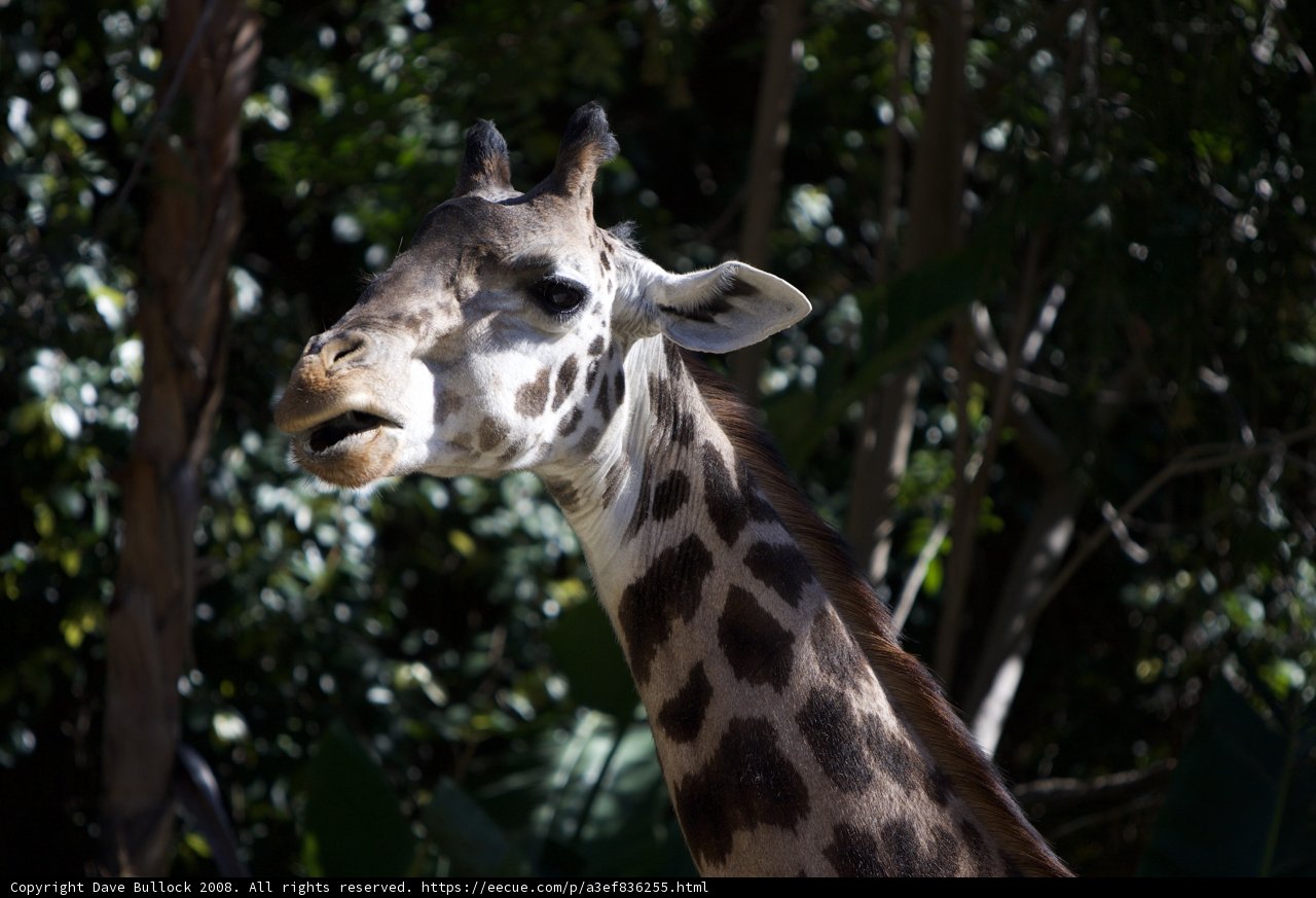 Curious Giraffe in the Zoo