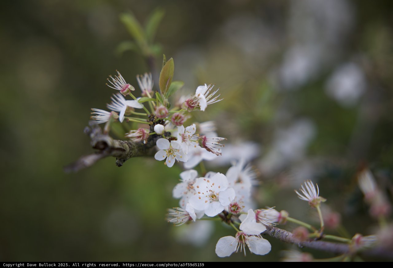 Blossoms of Spring
