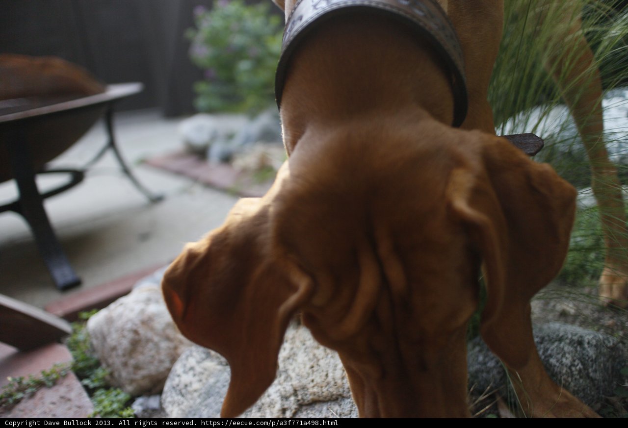Canine Curiosity