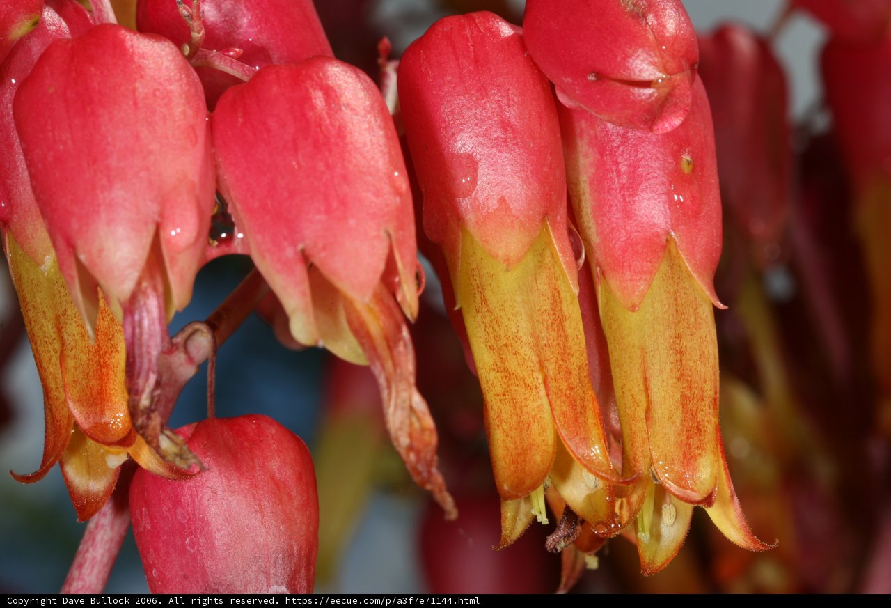 Vibrant Red Flowers with Yellow Centers