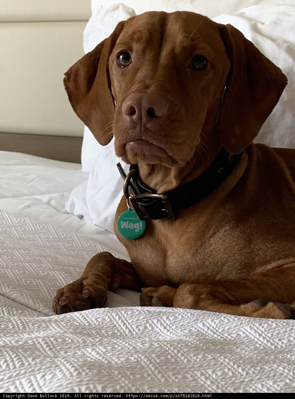 Restful Vizsla