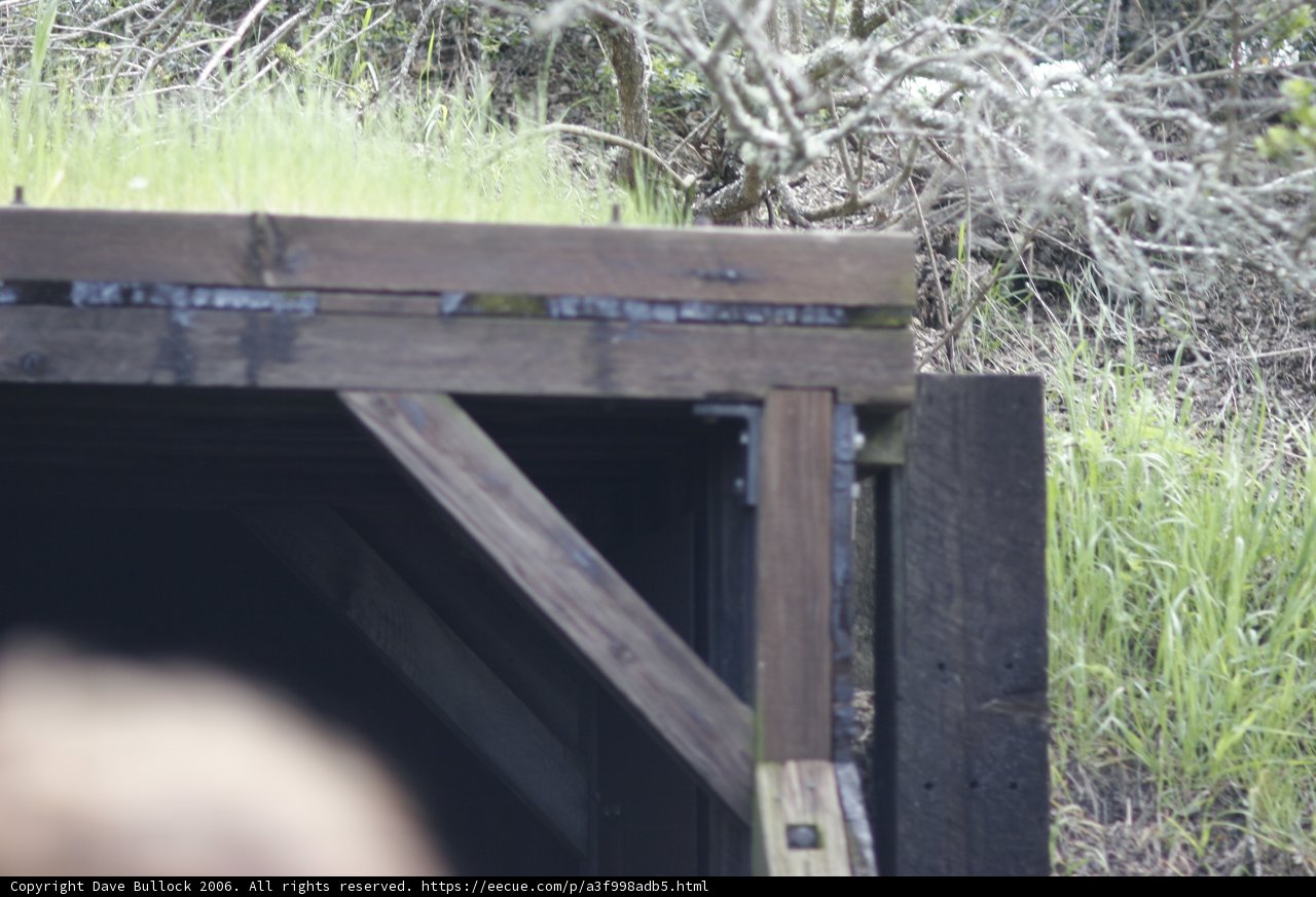 Hidden Shelter in Grassland