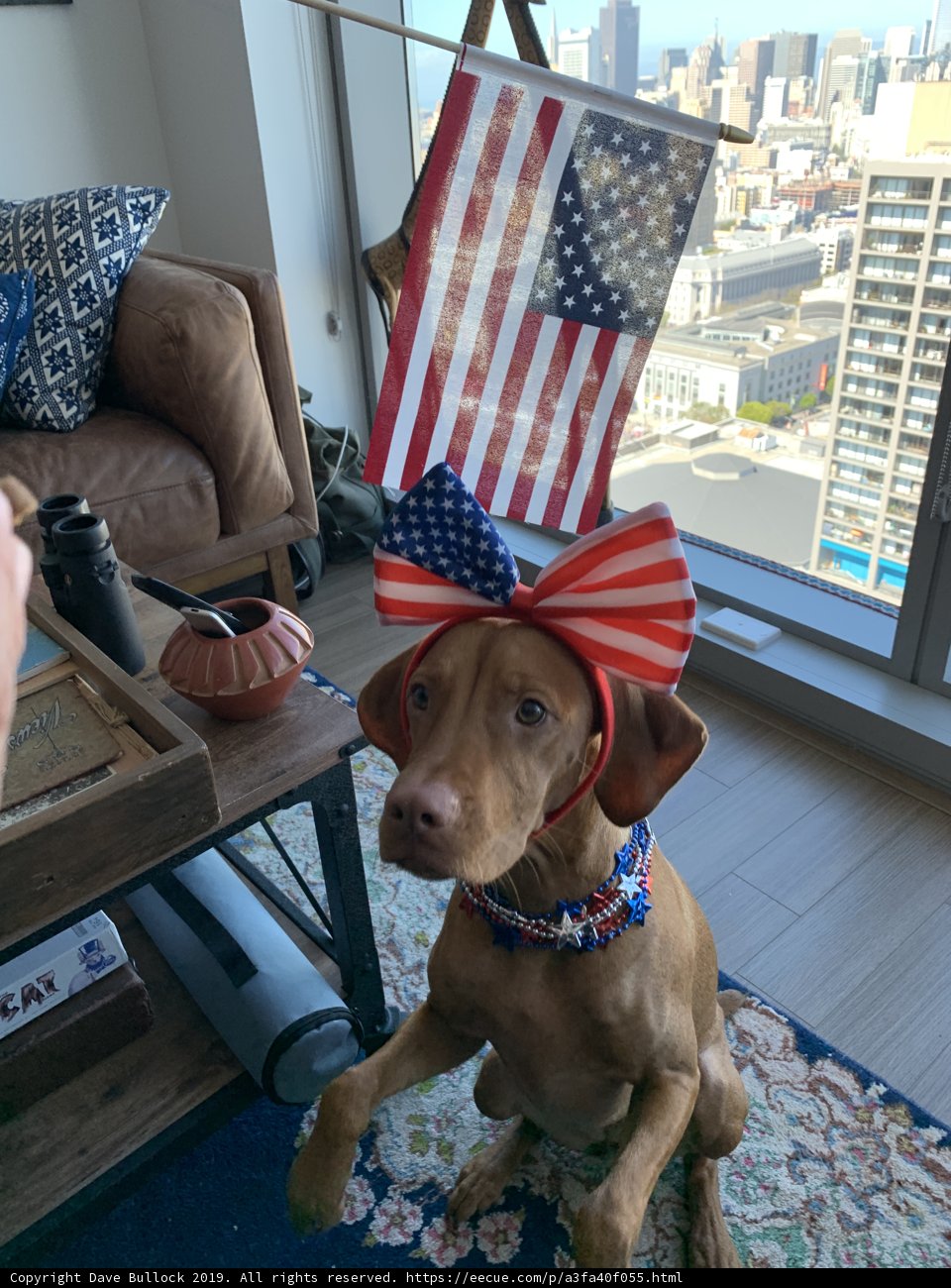 Patriotic Pooch