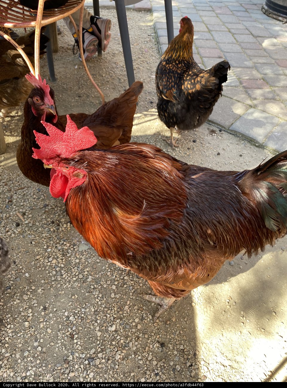 Clucking Around on the Patio