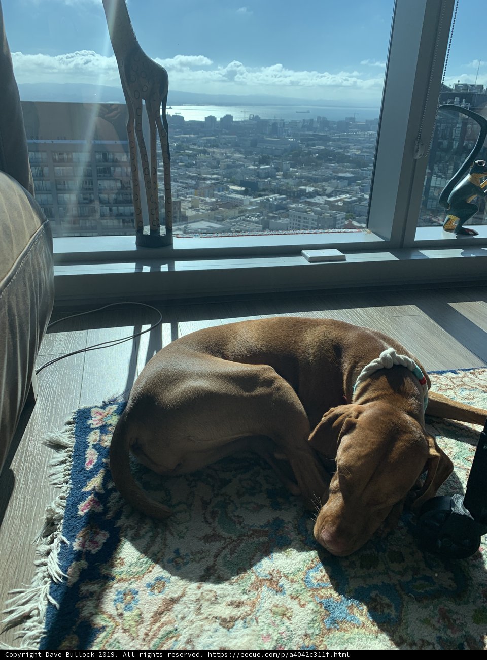 Hound Posing in the City