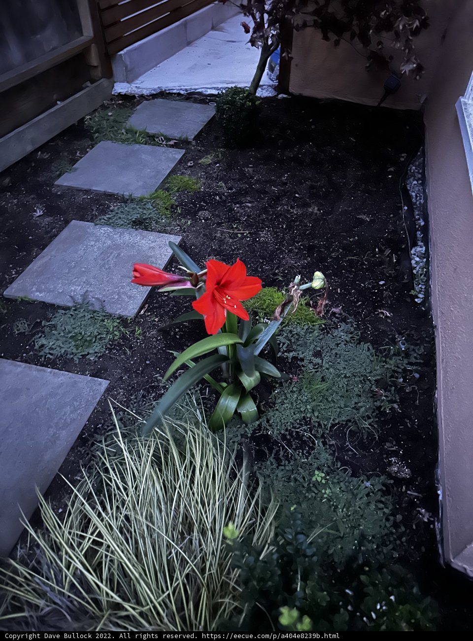 Radiant Red Geranium