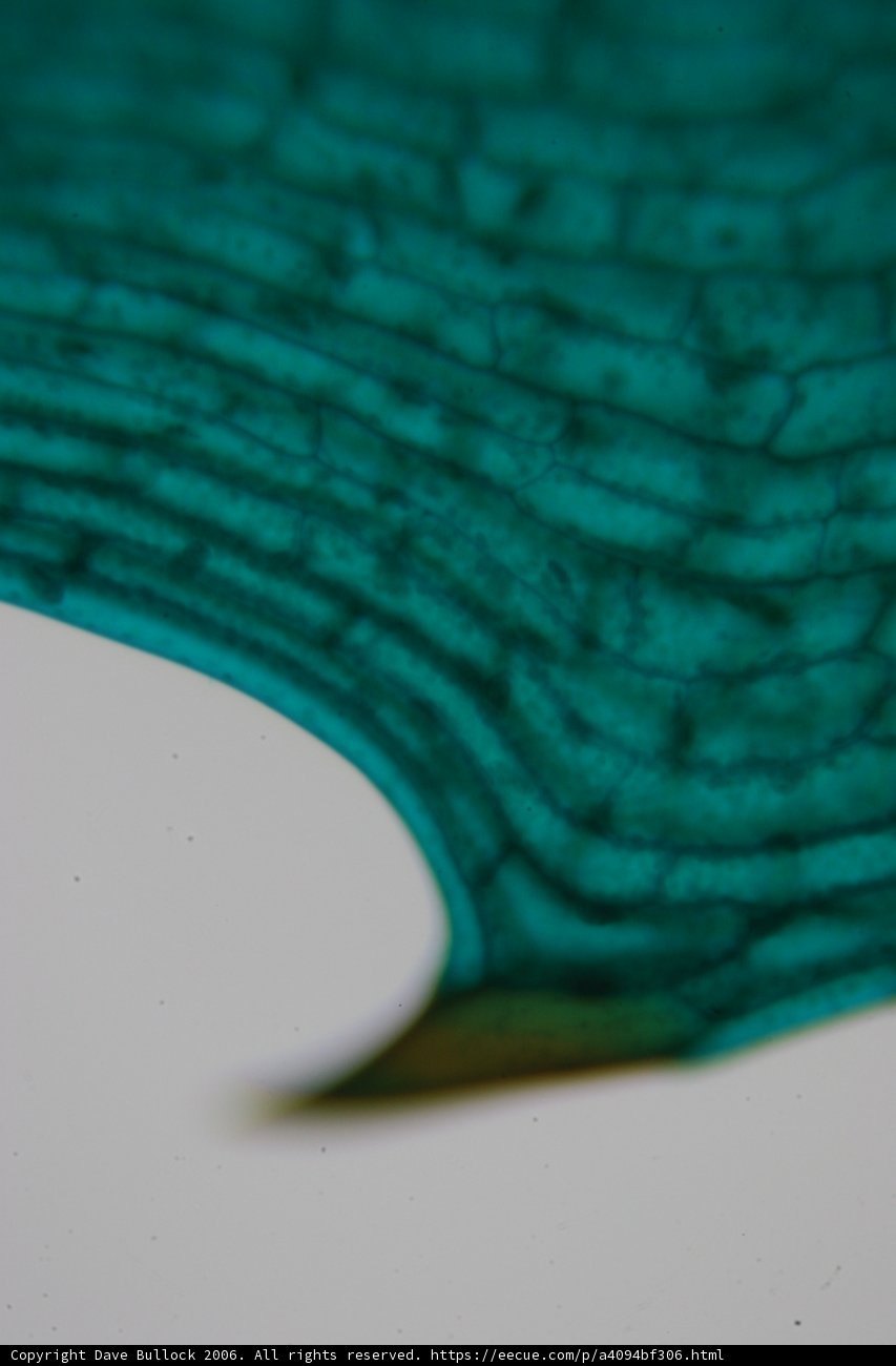 Green Leaf up Close
