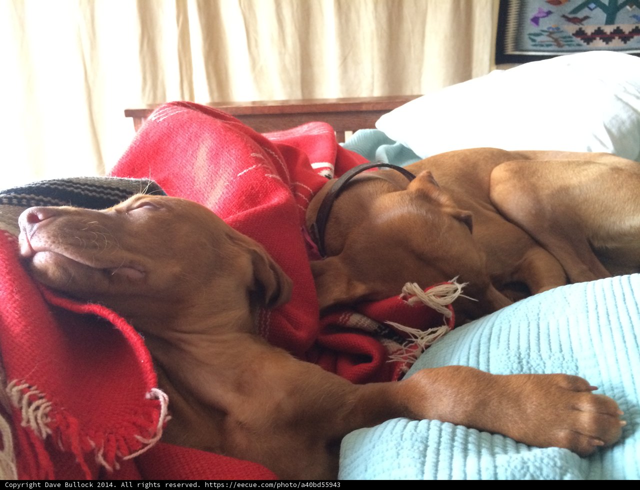 Slumbering Companions: An Intimate Canine Portrait