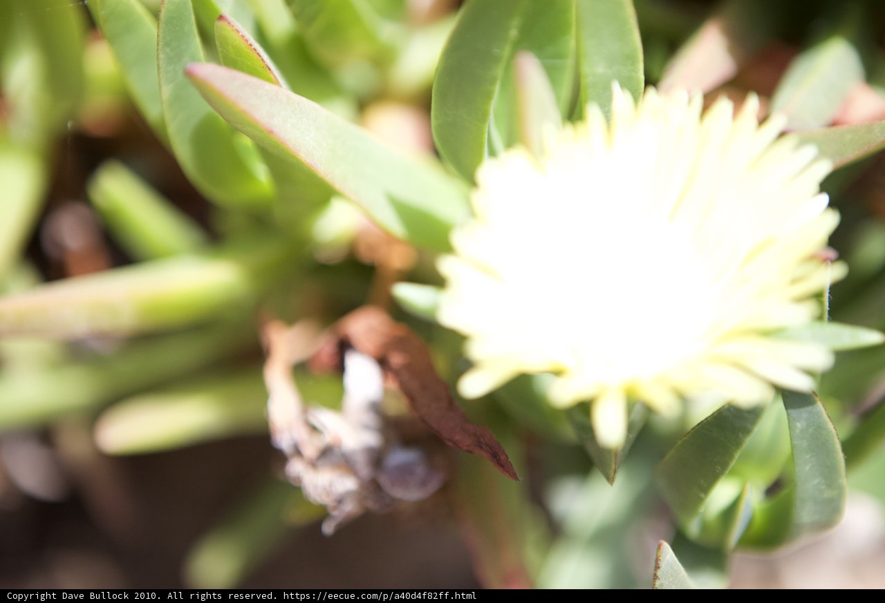 Sunny Bloom