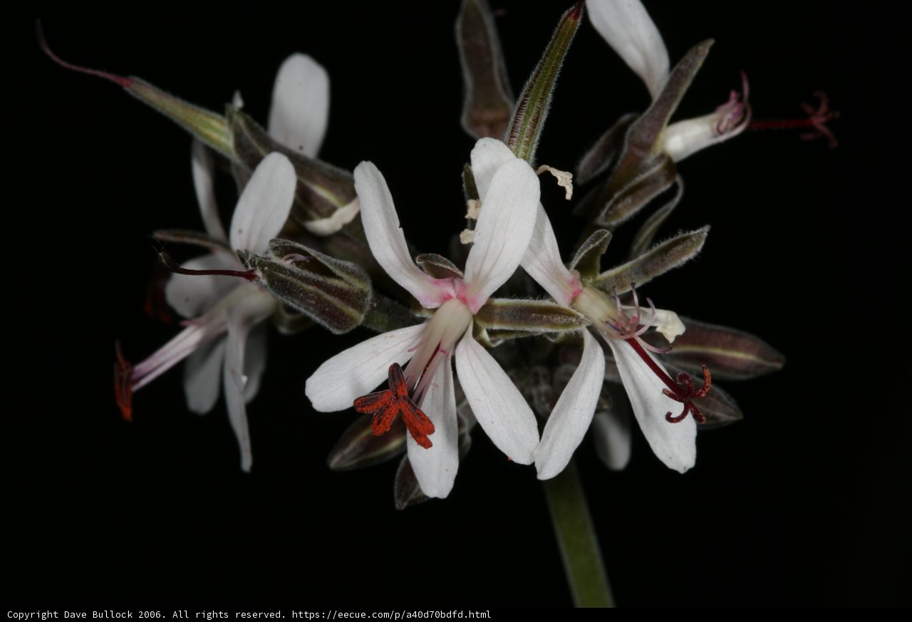 Red and White Lily Blossom